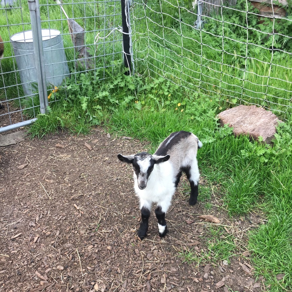 Meet your Posher, Shelly
